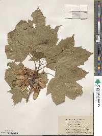 Acer diabolicum image