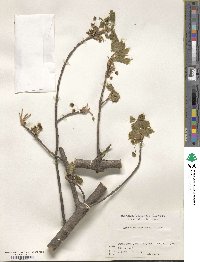 Acer diabolicum image