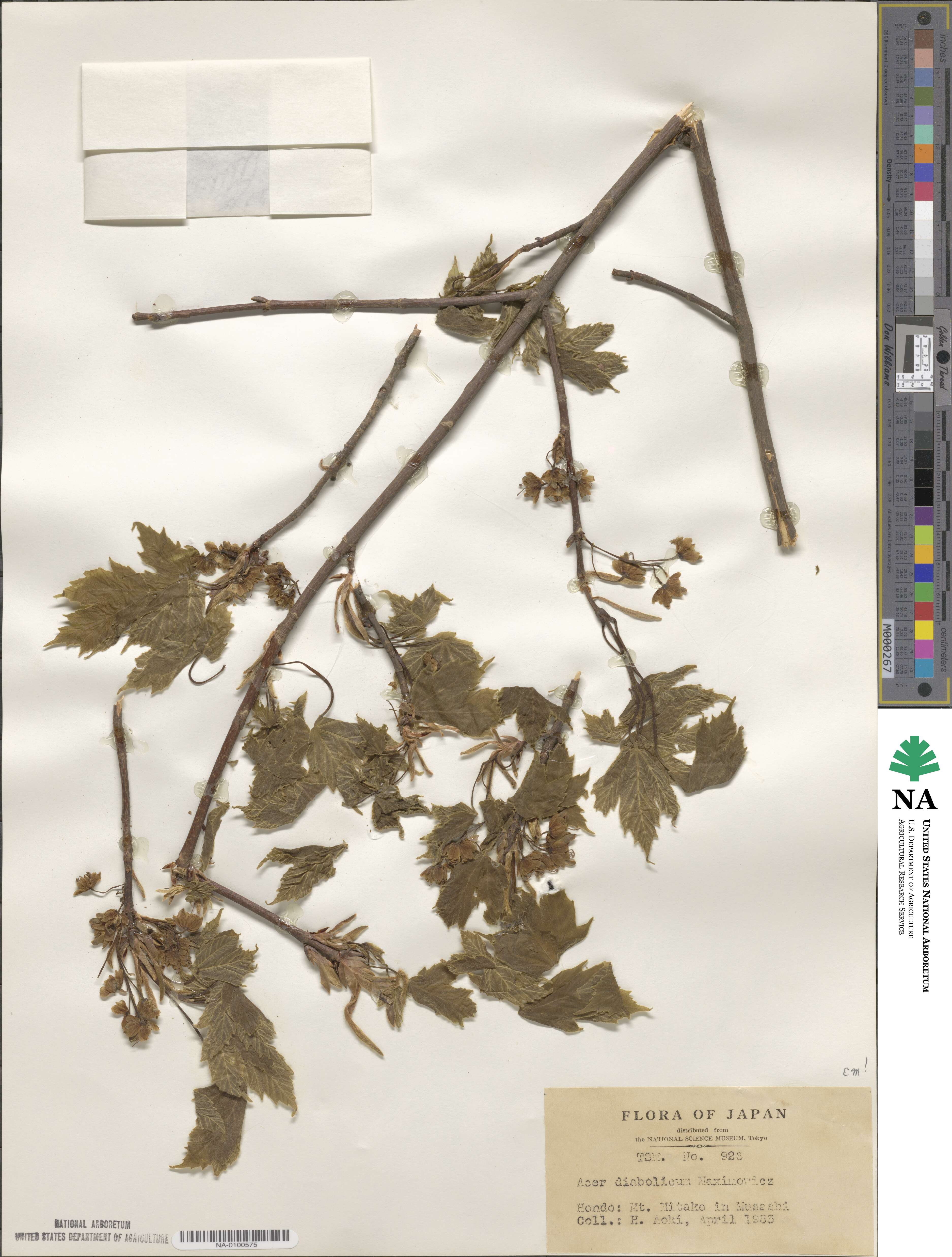 Acer diabolicum image