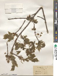 Acer diabolicum image