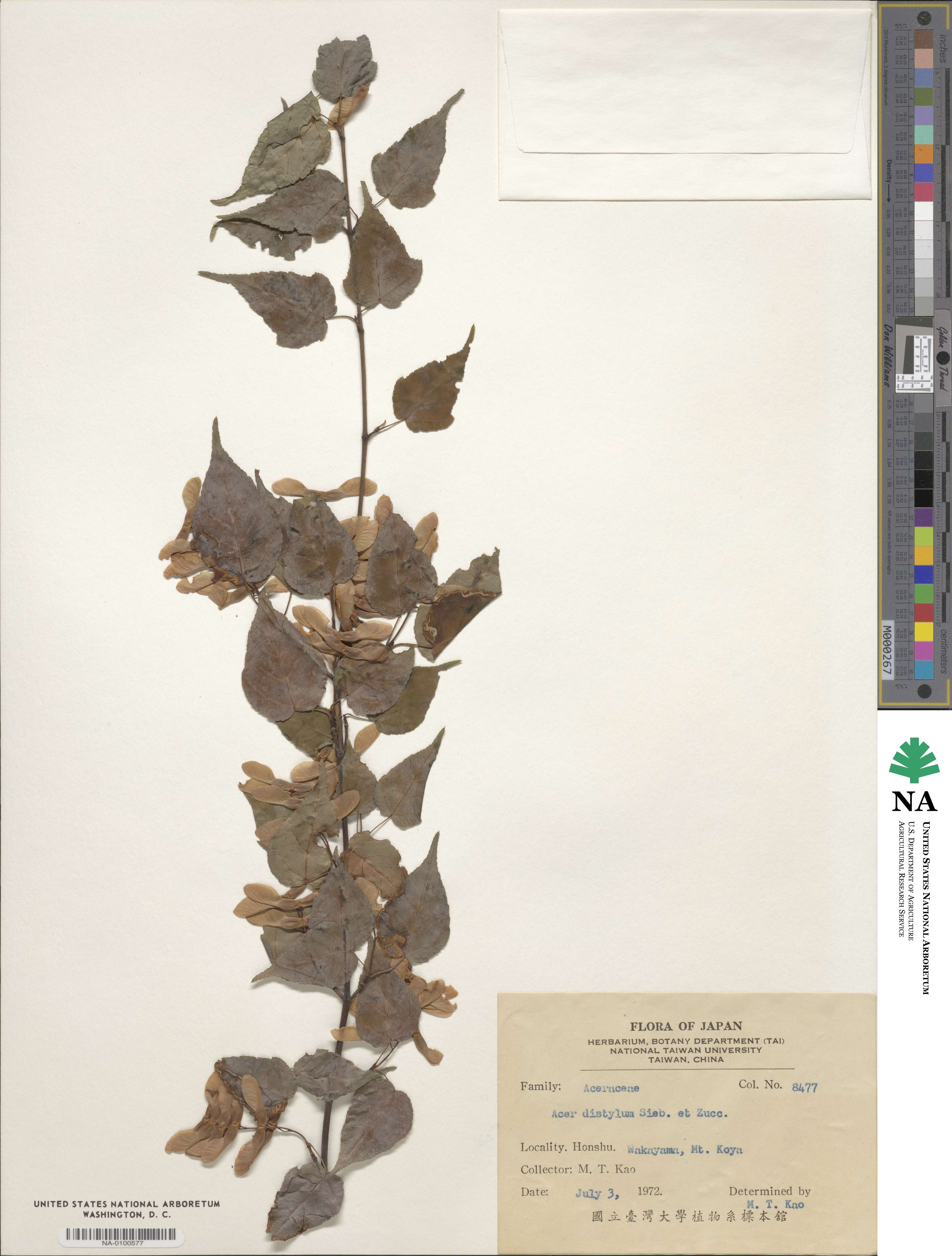 Acer distylum image