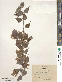 Acer distylum image