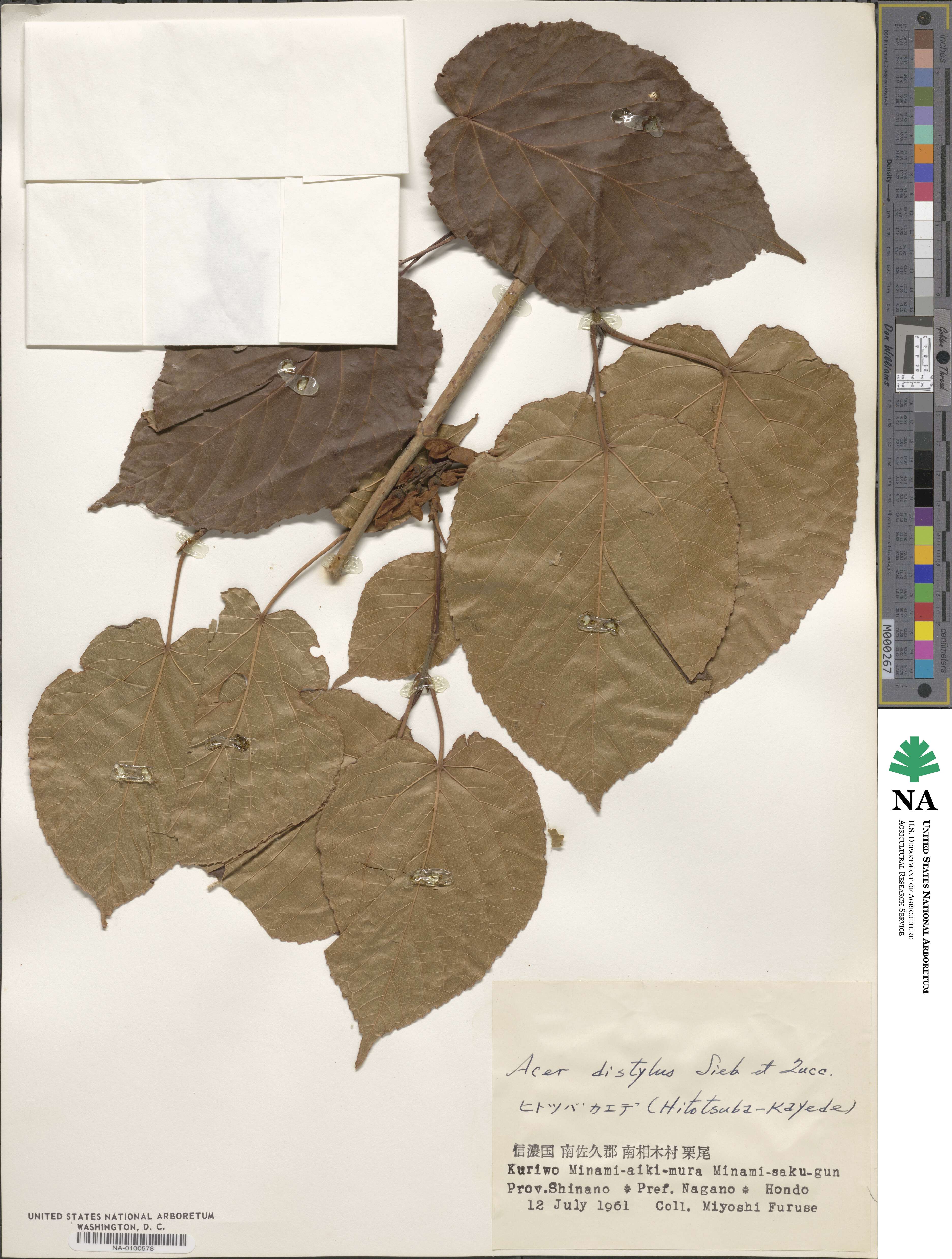 Acer distylum image