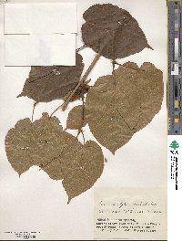 Acer distylum image