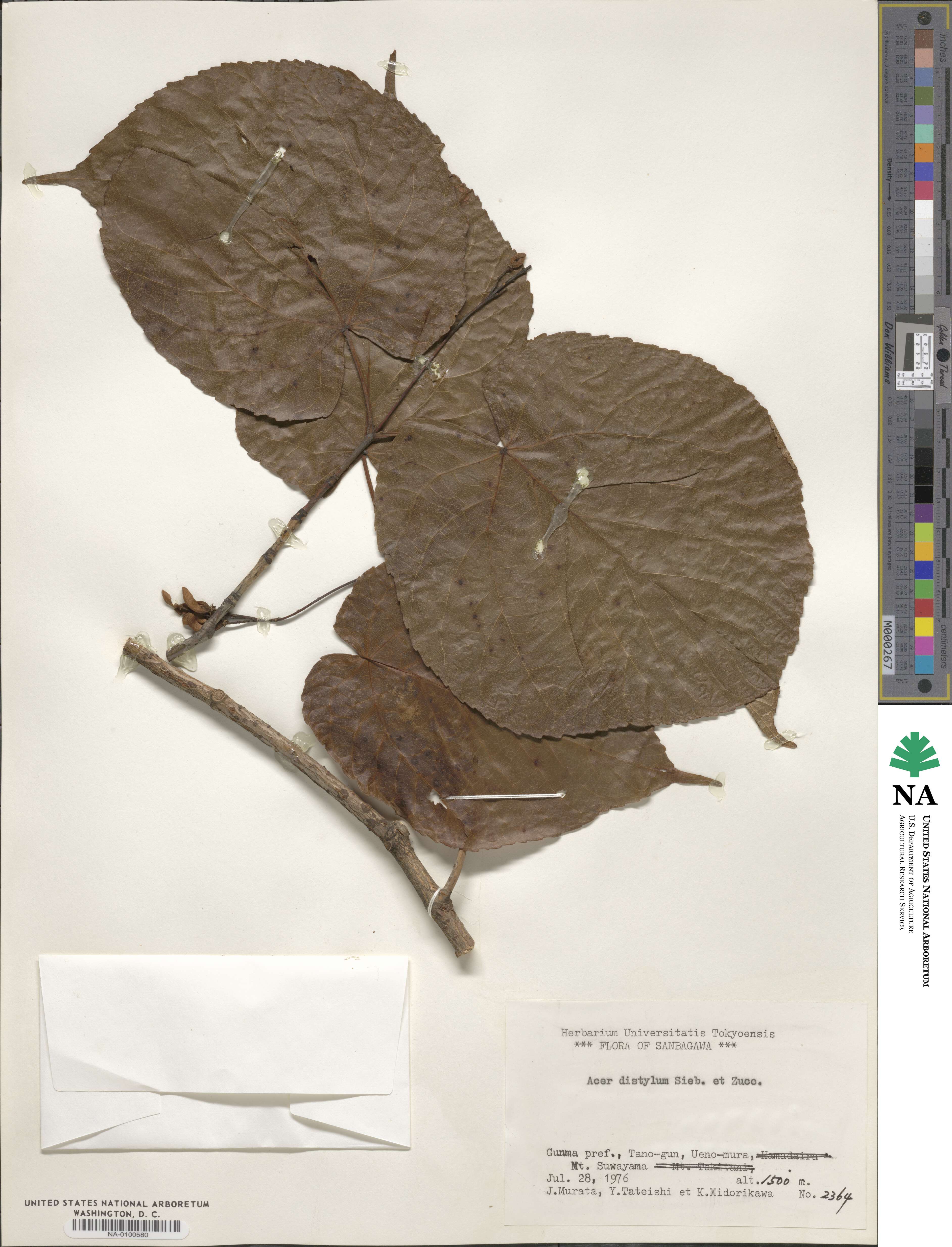 Acer distylum image