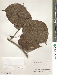 Acer distylum image