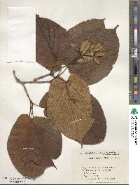 Acer distylum image