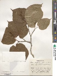 Acer distylum image