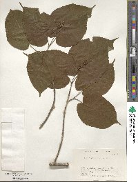 Acer distylum image