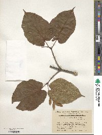 Acer distylum image