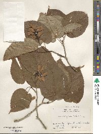 Acer distylum image