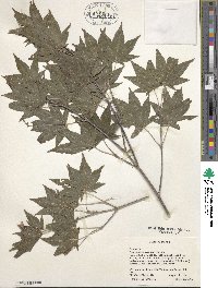 Acer duplicatoserratum image