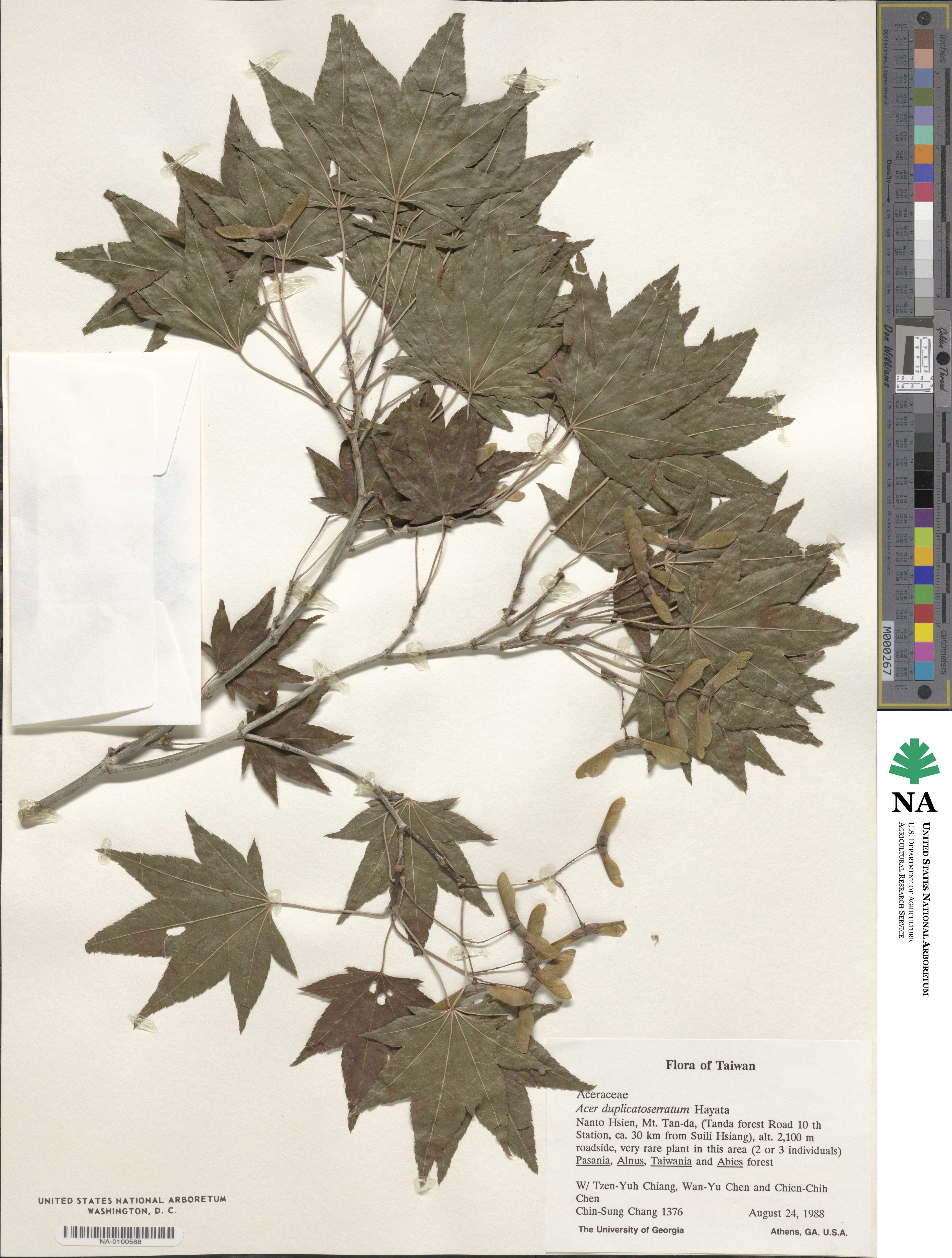 Acer duplicatoserratum image