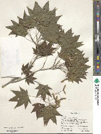 Acer duplicatoserratum image