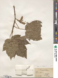 Acer sterculiaceum image