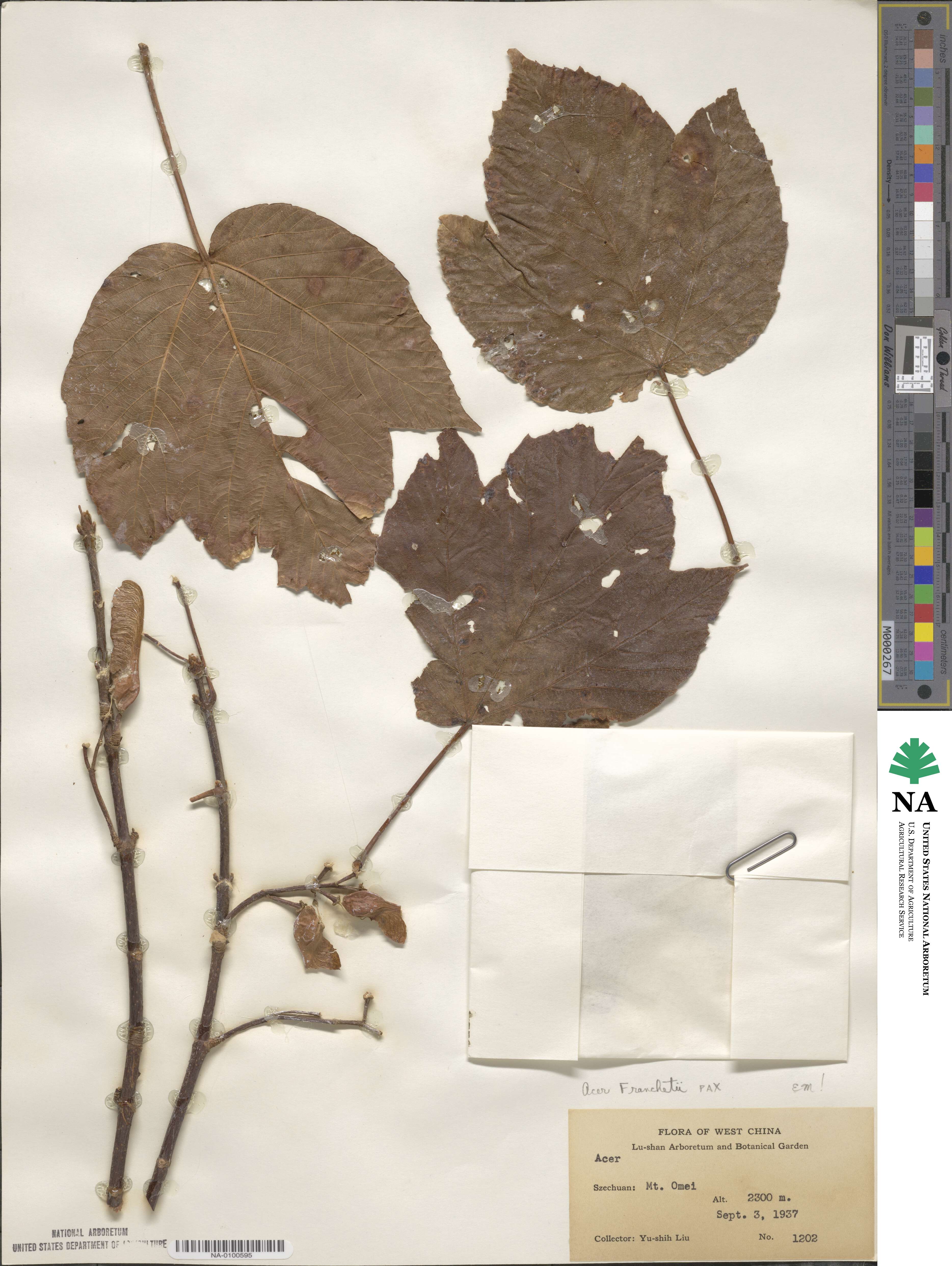 Acer sterculiaceum image