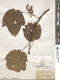 Acer sterculiaceum image