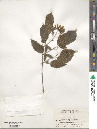 Acer tataricum subsp. ginnala image