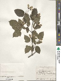 Acer tataricum image