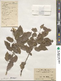 Acer tataricum image