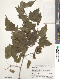 Acer tataricum subsp. ginnala image