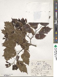 Acer tataricum subsp. ginnala image