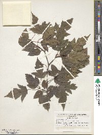 Acer tataricum subsp. ginnala image