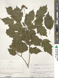 Acer tataricum subsp. ginnala image