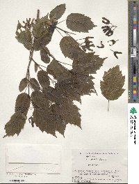 Acer tataricum subsp. ginnala image