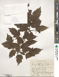 Acer tataricum subsp. ginnala image