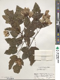 Acer tataricum subsp. ginnala image