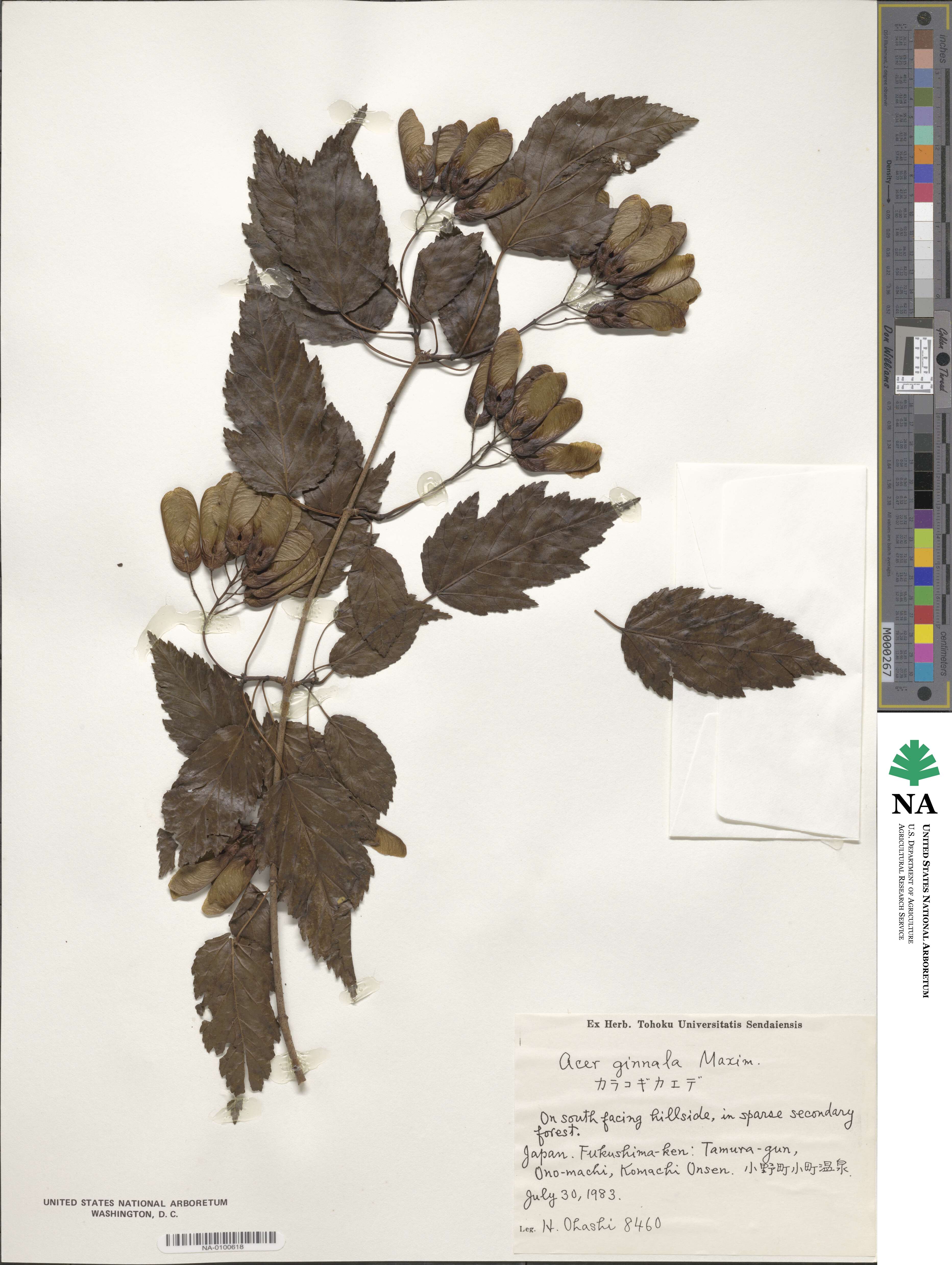 Acer tataricum subsp. ginnala image