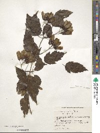 Acer tataricum subsp. ginnala image