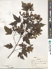 Acer tataricum subsp. ginnala image