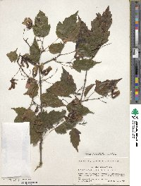 Acer tataricum subsp. ginnala image