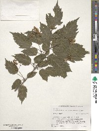 Acer tataricum image