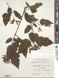 Acer tataricum subsp. aidzuense image