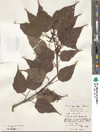 Acer insulare image