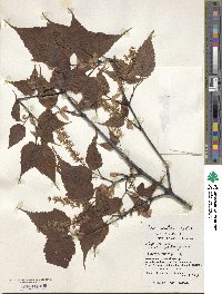 Acer insulare image