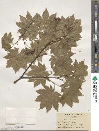 Acer japonicum image