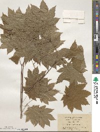 Acer japonicum image