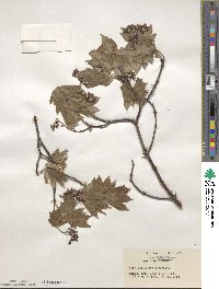 Acer japonicum image