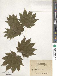 Acer japonicum image