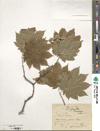 Acer japonicum image