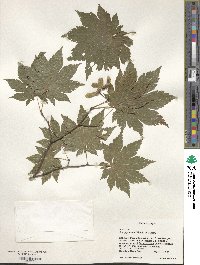 Acer japonicum image