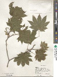 Acer japonicum image