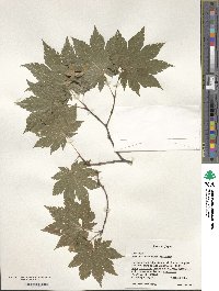 Acer japonicum image