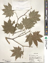 Acer japonicum image