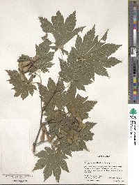 Acer japonicum image