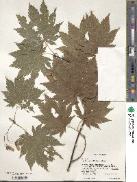 Acer japonicum image